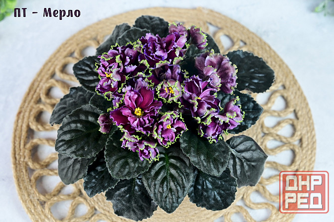 Фиалки цветущие, сортовые Донецк - изображение 6