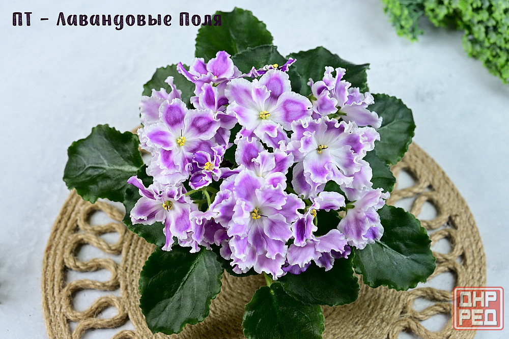 Фиалки цветущие, сортовые Донецк - изображение 1