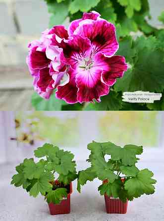 Королевские пеларгонии Донецк