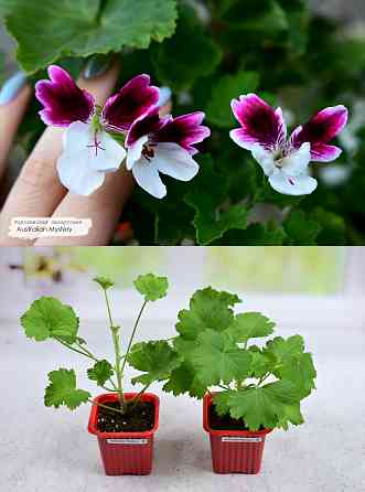 Королевские пеларгонии Донецк