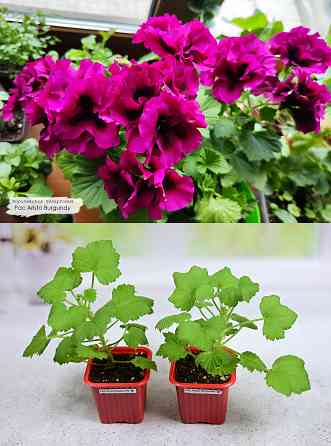 Королевские пеларгонии Донецк