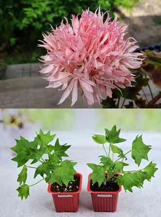 Королевские пеларгонии Донецк