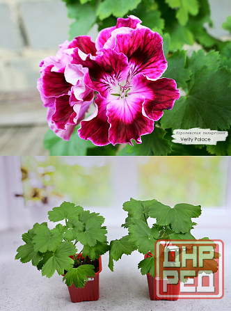 Королевские пеларгонии Донецк - изображение 1
