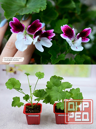 Королевские пеларгонии Донецк - изображение 3