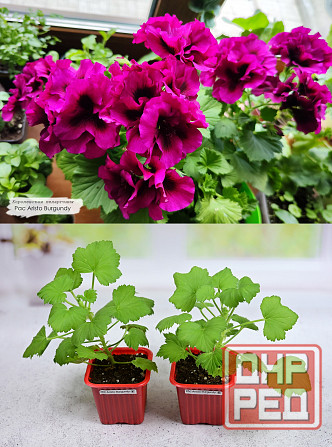 Королевские пеларгонии Донецк - изображение 2