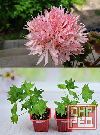 Королевские пеларгонии Донецк - изображение 4