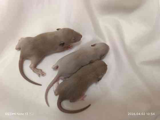 Девчонки Дамбо Донецк