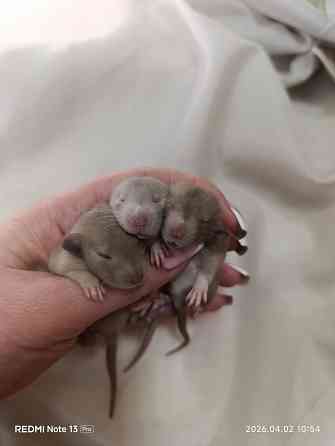 Девчонки Дамбо Донецк