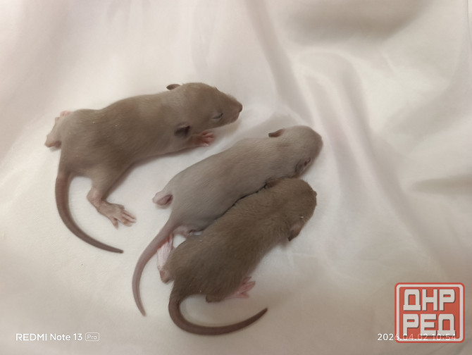 Девчонки Дамбо Донецк - изображение 2