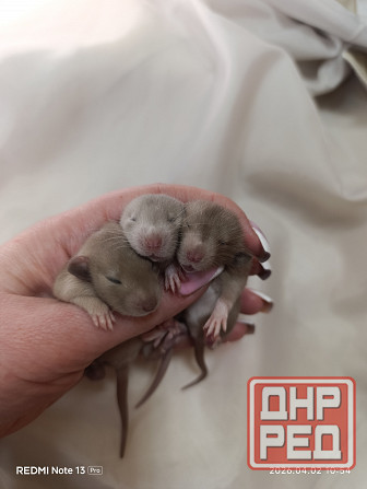 Девчонки Дамбо Донецк - изображение 1