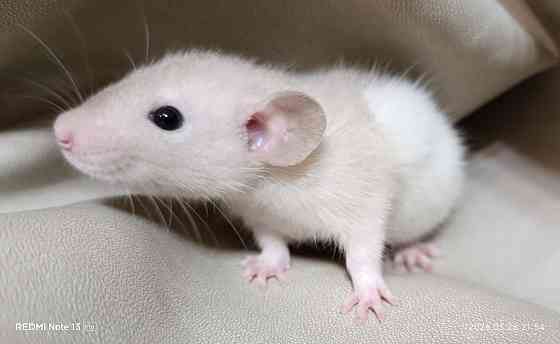 Девочки и мальчики Дамбо Макеевка