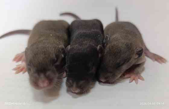 Девочки и мальчики Дамбо Макеевка