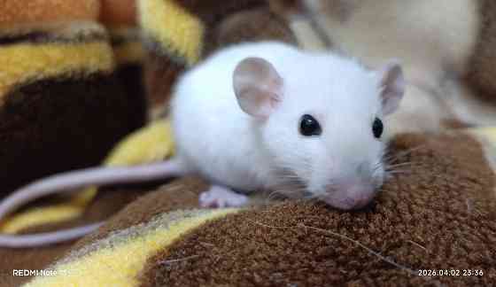 Девочки и мальчики Дамбо Макеевка