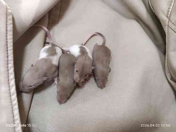 Девочки и мальчики Дамбо Макеевка