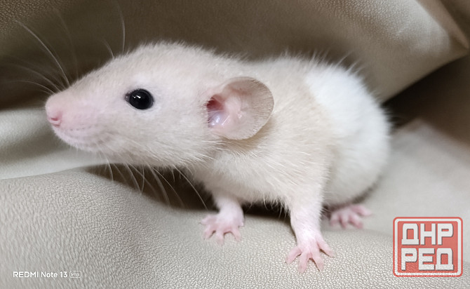 Девочки и мальчики Дамбо Макеевка - изображение 1