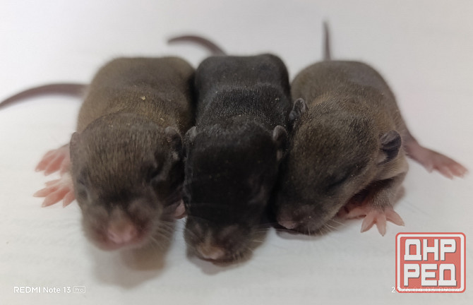 Девочки и мальчики Дамбо Макеевка - изображение 4