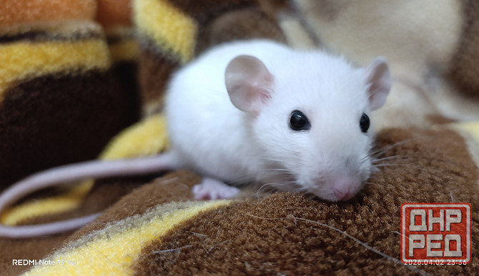 Девочки и мальчики Дамбо Макеевка - изображение 2