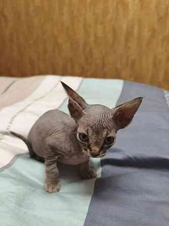 Котята,Канадский сфинкс Донецк