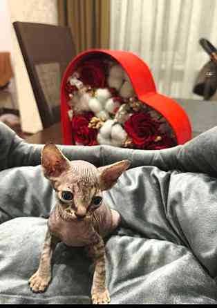 Котята,Канадский сфинкс Донецк