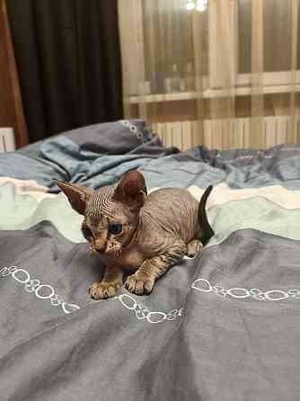 Котята,Канадский сфинкс Донецк