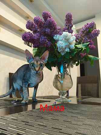 Котята,Канадский сфинкс Донецк