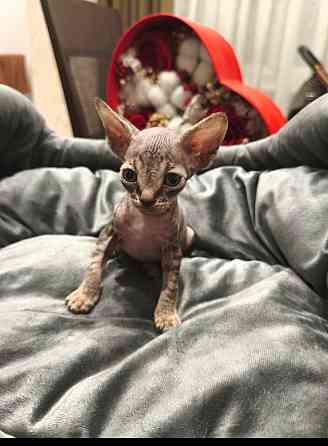 Котята,Канадский сфинкс Донецк