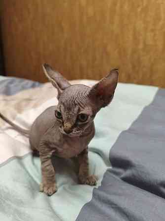 Котята,Канадский сфинкс Донецк