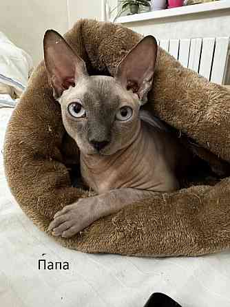 Котята,Канадский сфинкс Донецк