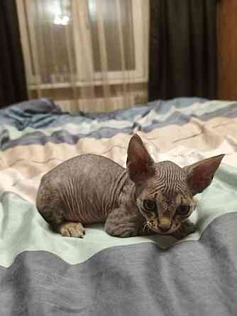 Котята,Канадский сфинкс Донецк