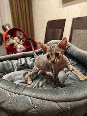 Котята,Канадский сфинкс Донецк