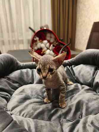 Котята,Канадский сфинкс Донецк