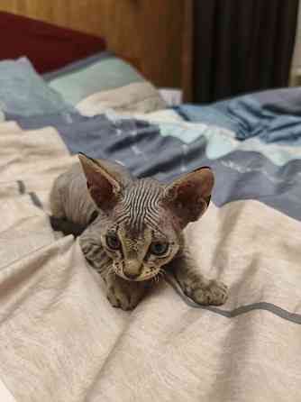 Котята,Канадский сфинкс Донецк