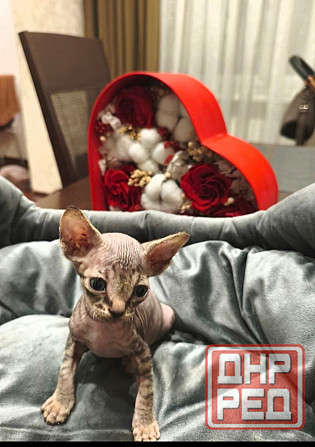 Котята,Канадский сфинкс Донецк - изображение 3