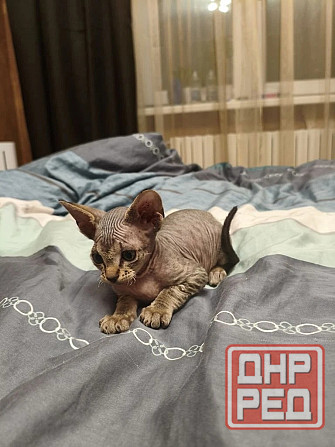 Котенок,Канадский сфинкс Донецк - изображение 1