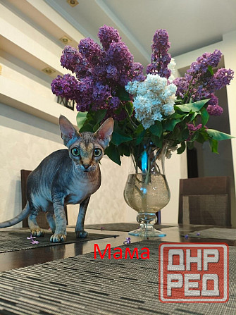 Котята,Канадский сфинкс Донецк - изображение 5