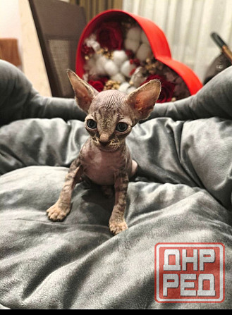 Котята,Канадский сфинкс Донецк - изображение 4