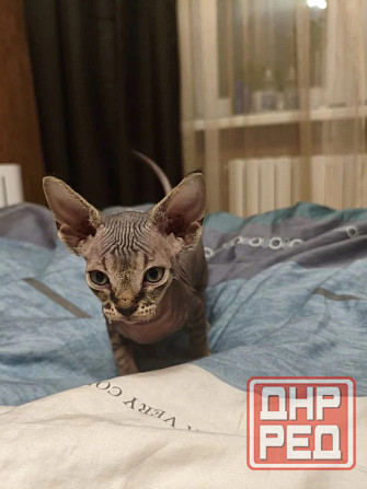 Котенок,Канадский сфинкс Донецк - изображение 3