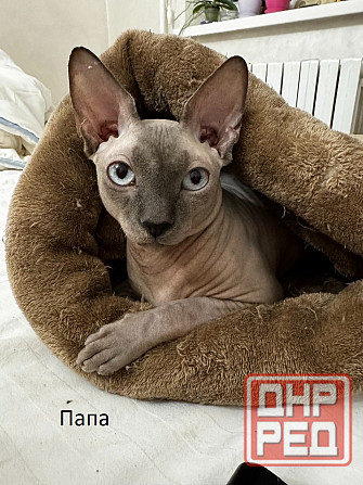 Котята,Канадский сфинкс Донецк - изображение 6