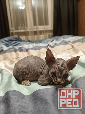 Котенок,Канадский сфинкс Донецк - изображение 2