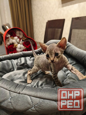 Котята,Канадский сфинкс Донецк - изображение 1
