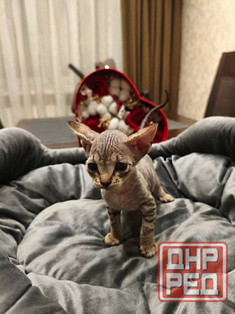 Котята,Канадский сфинкс Донецк - изображение 2