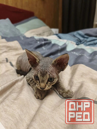 Котенок,Канадский сфинкс Донецк - изображение 4