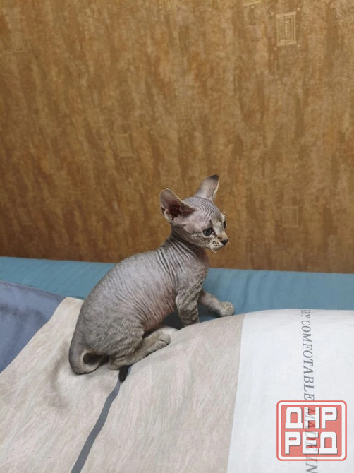 Котята,Канадский сфинкс Донецк - изображение 4