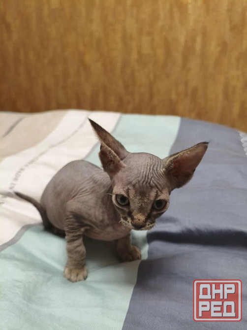 Котята,Канадский сфинкс Донецк - изображение 3
