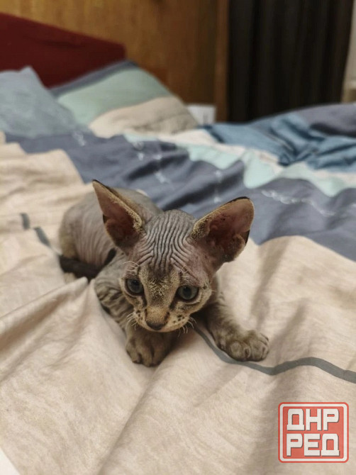 Котята,Канадский сфинкс Донецк - изображение 5