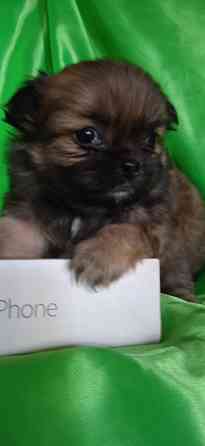 Пекинесы Донецк