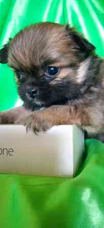 Пекинесы Донецк