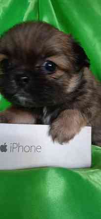 Пекинесы Донецк