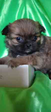 Пекинесы Донецк