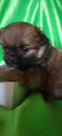 Пекинесы Донецк